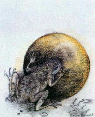 frog