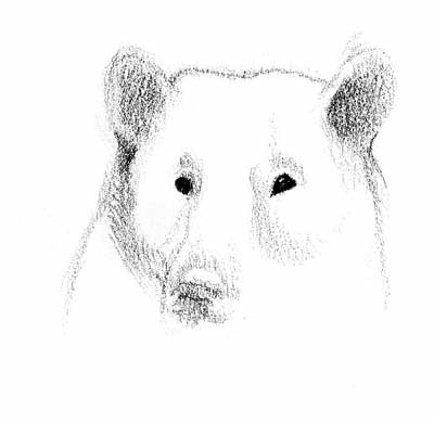 sketch